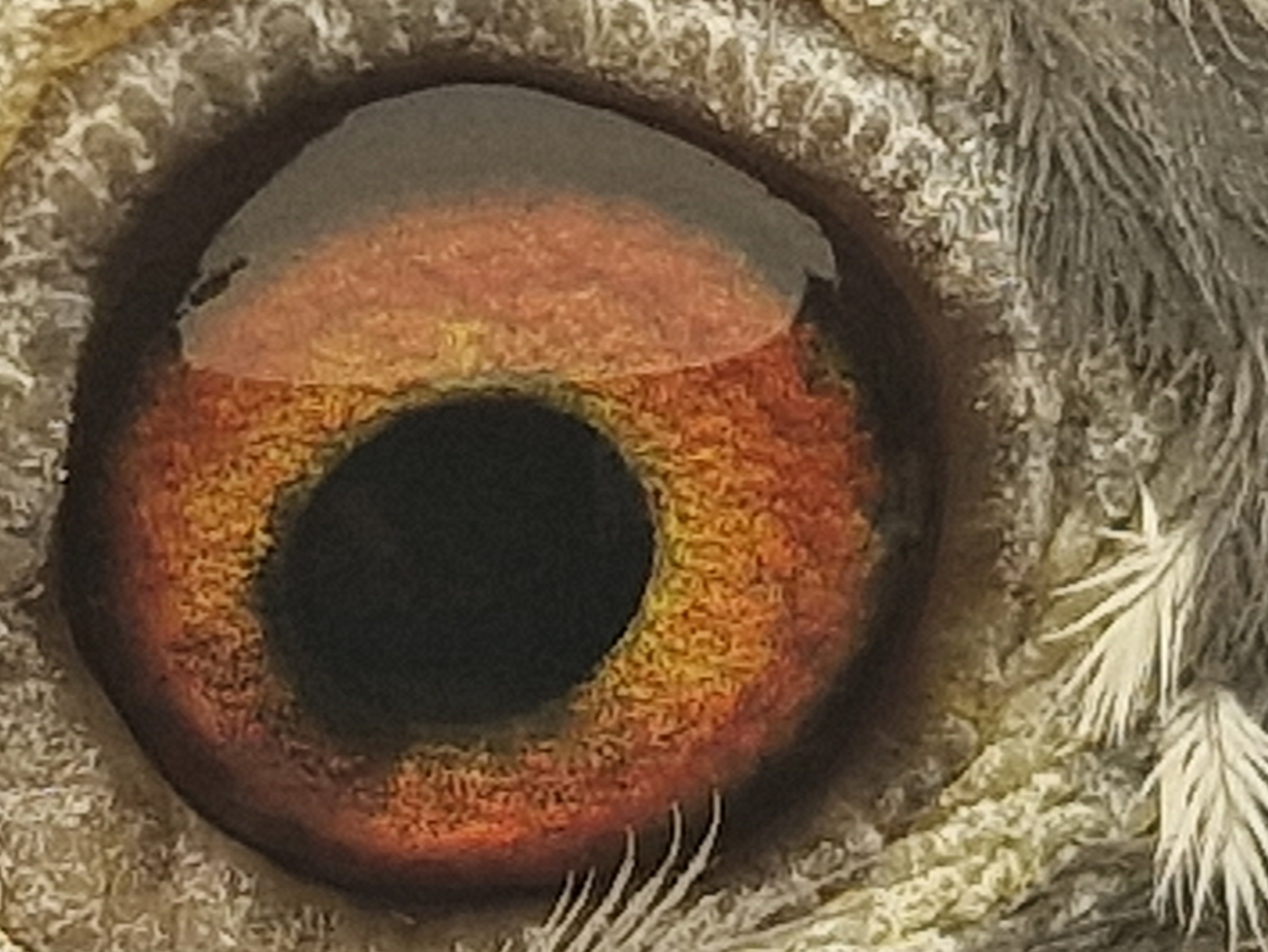 Pigeon eye